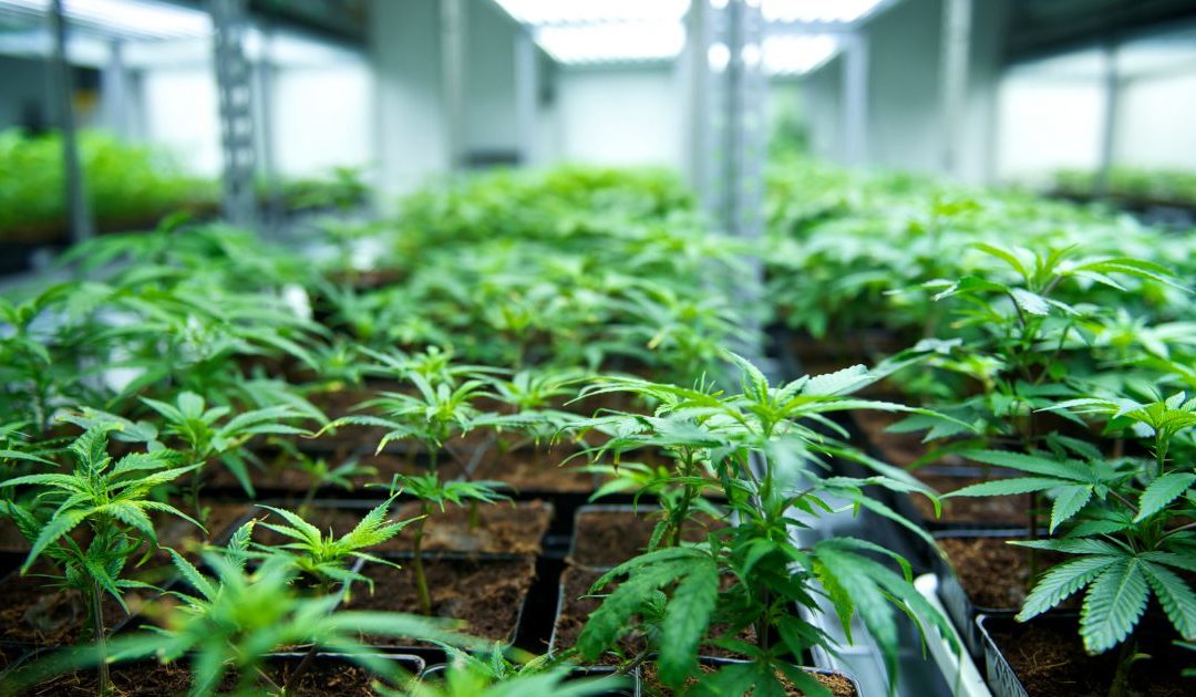 How Tilray, a Leading Cannabis Company Found Success with Acumatica