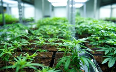 How Tilray, a Leading Cannabis Company Found Success with Acumatica